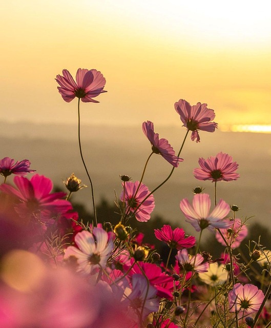 Art-thérapie et clown-thérapie à Boisseuilh